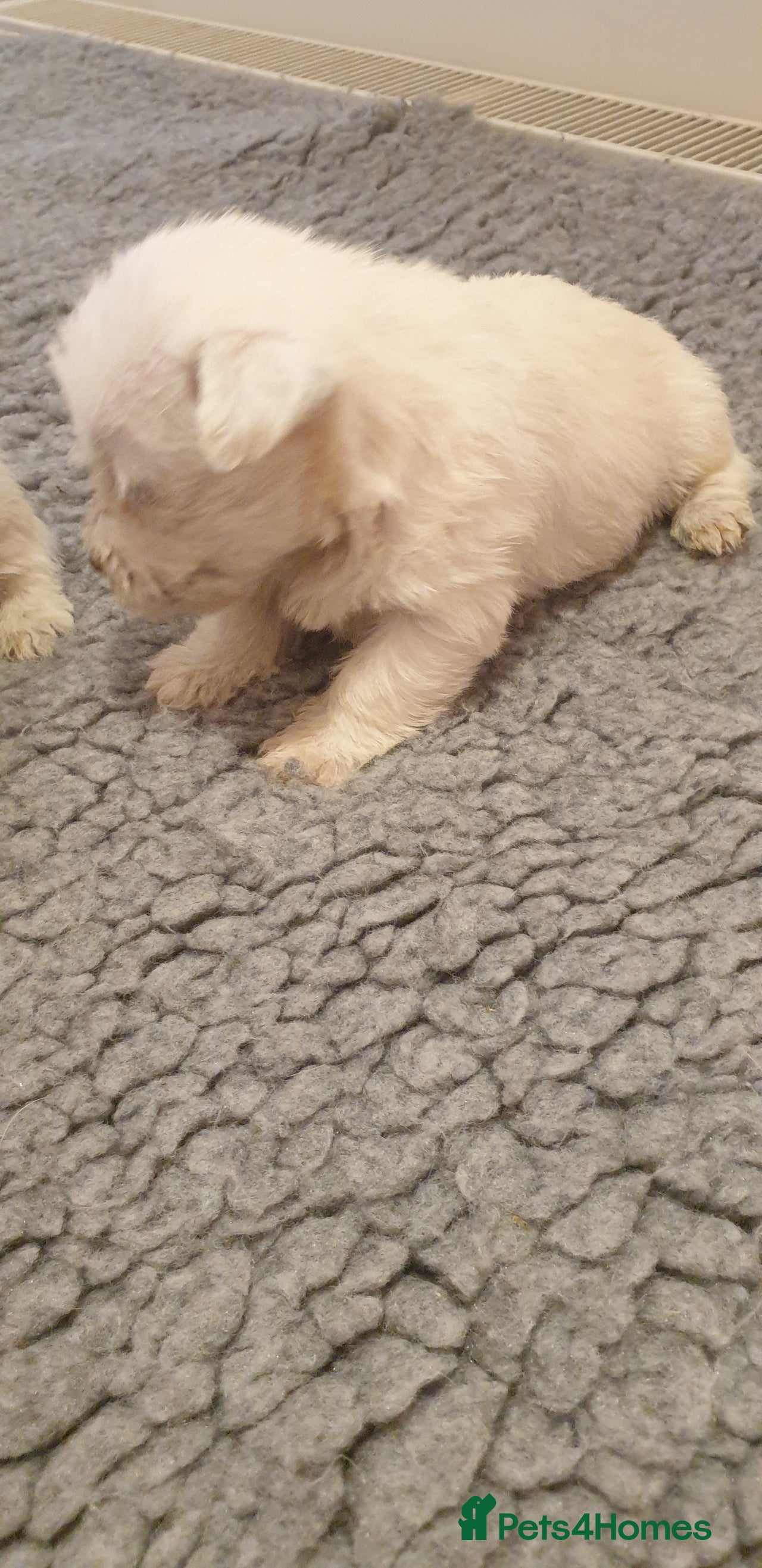 West Highland Terrier dogs for sale in Tayport - Advert 5