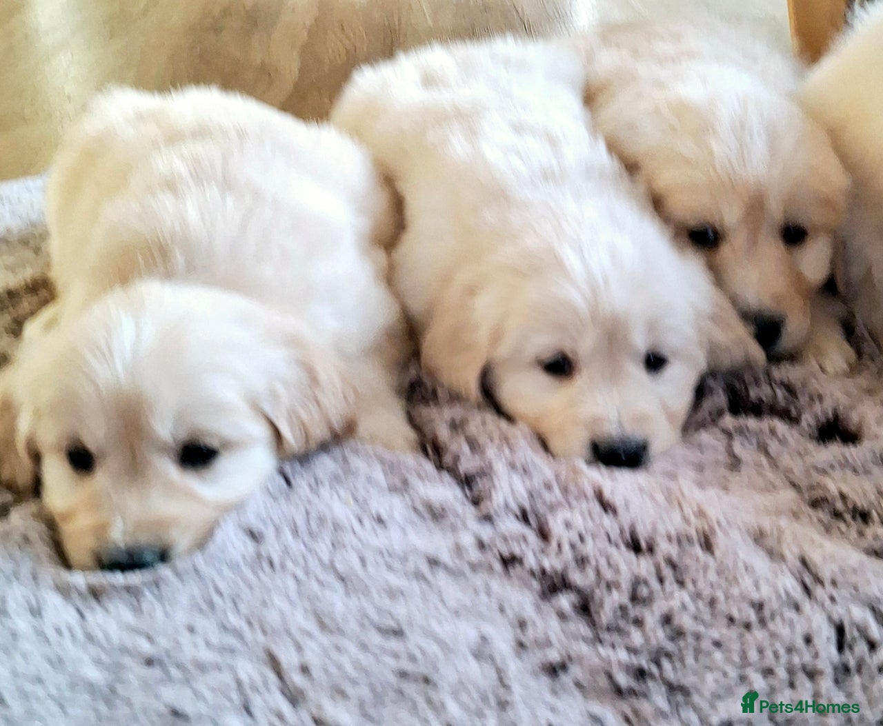 Golden Retriever dogs for sale in Bishop Auckland - Advert 11