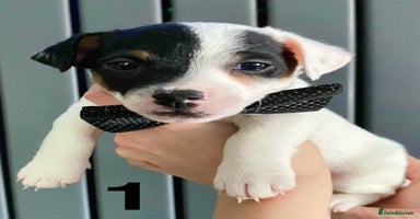 Jack Russell dogs for sale in Ipswich - Advert 2