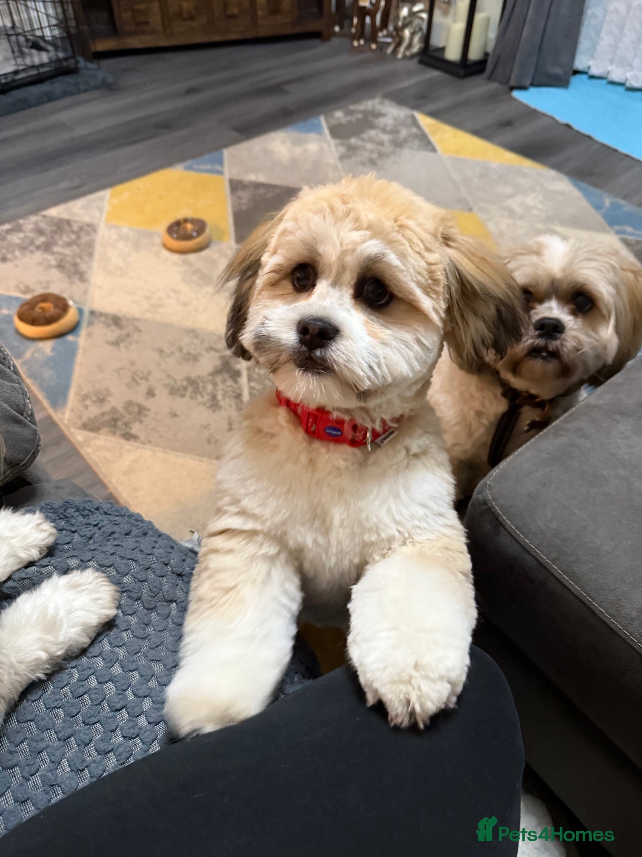 Lhasa Apso dogs for sale in Wakefield - Advert 1