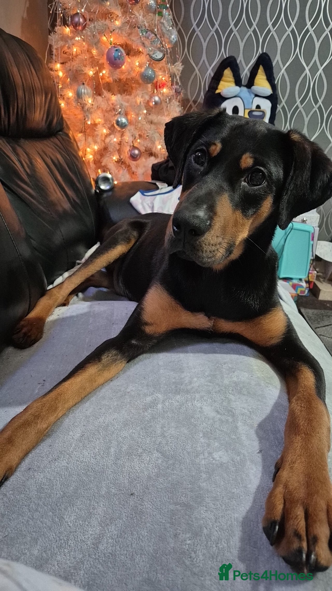 Dobermann dogs for sale in Sutton-in-Ashfield - Advert 4