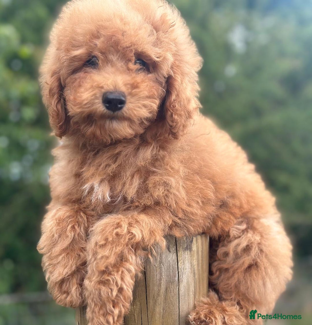 Goldendoodle dogs for sale in Stoke-on-Trent - Advert 5