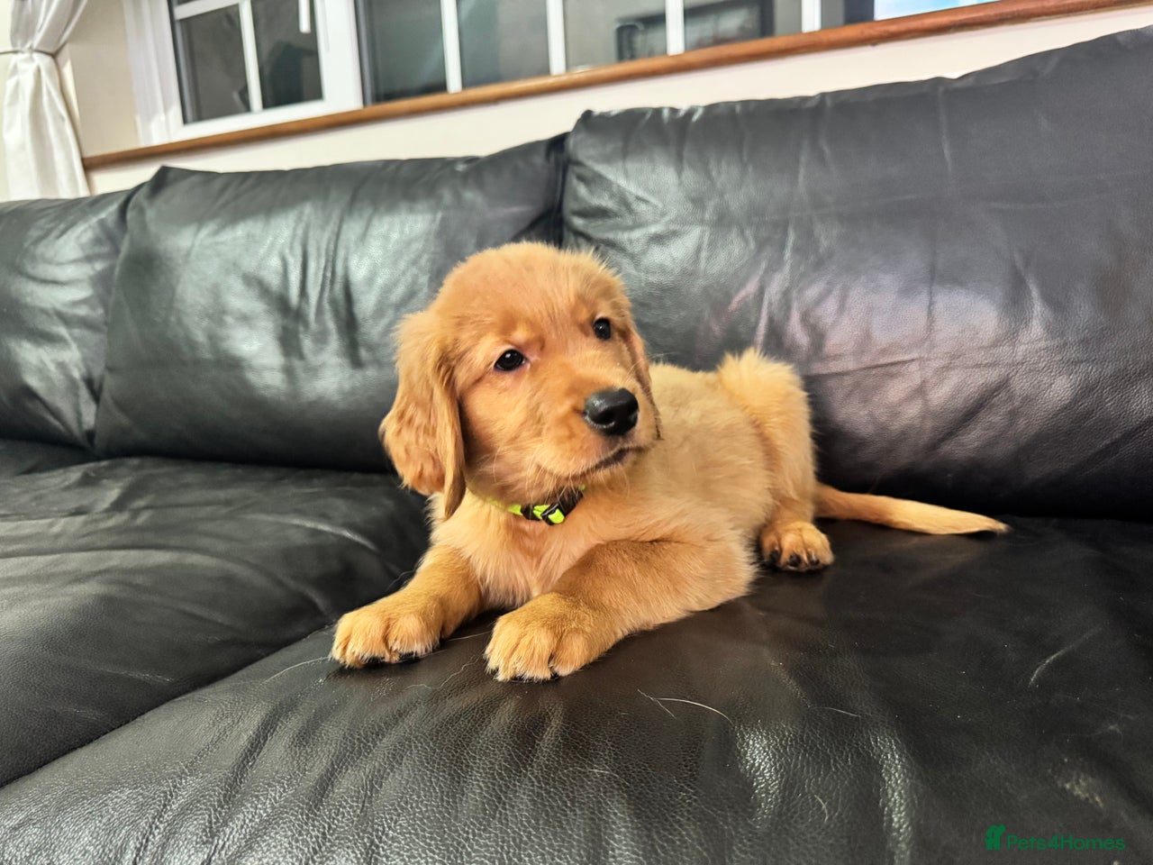 Golden Retriever dogs for sale in Peterborough - Advert 2