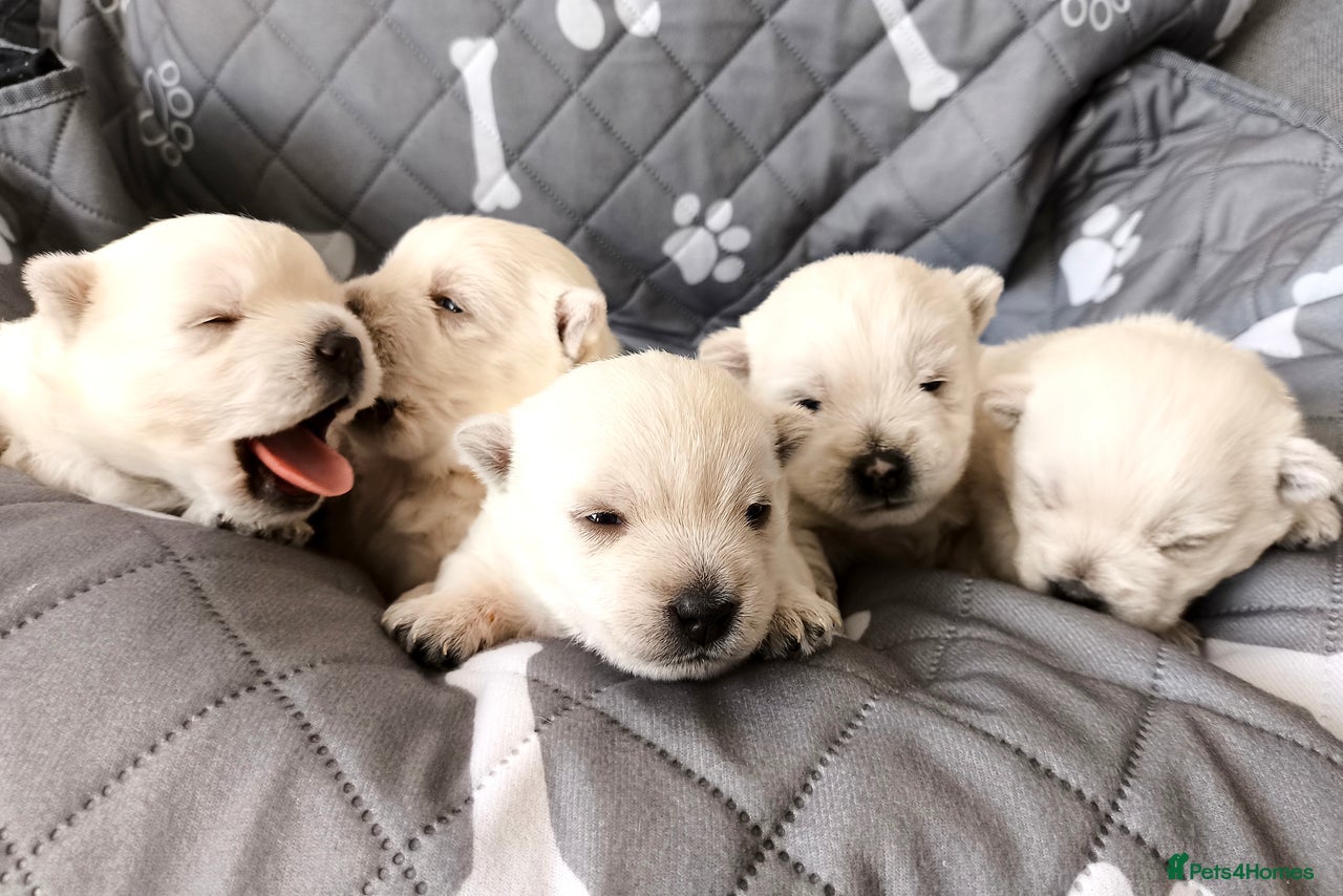 West Highland Terrier dogs for sale in Mansfield - Advert 11