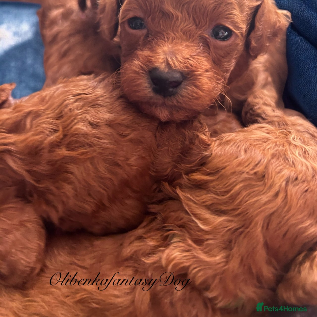 Toy Poodle dogs for sale in Doncaster - Advert 7