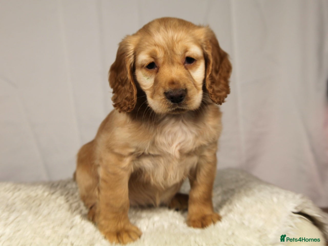 Cocker Spaniel dogs for sale in Eastleigh - Advert 10