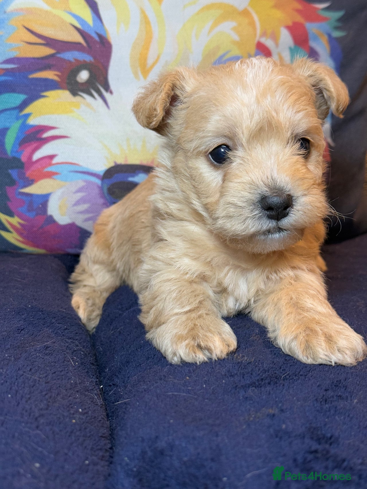 West Highland Terrier dogs for sale in Prudhoe - Advert 6