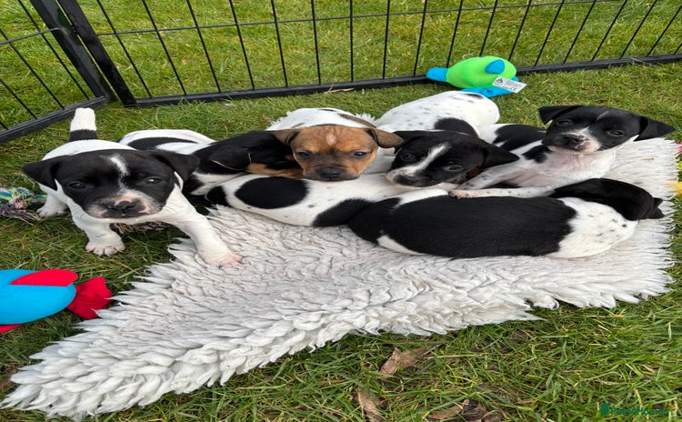 Jack Russell dogs for sale in Macclesfield - Advert 5