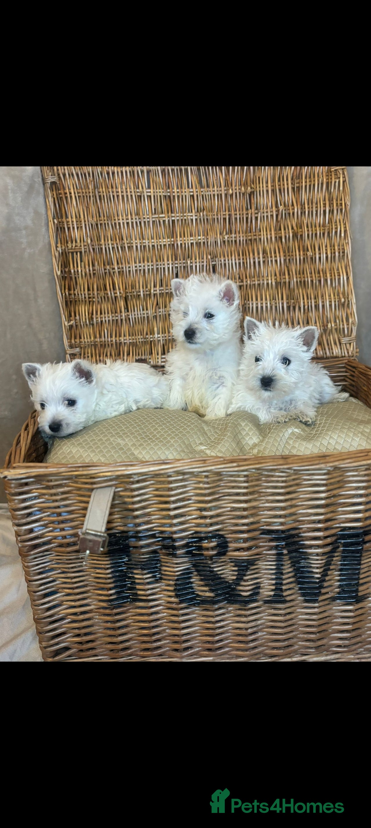 West Highland Terrier dogs for sale in Middlesbrough - Advert 4