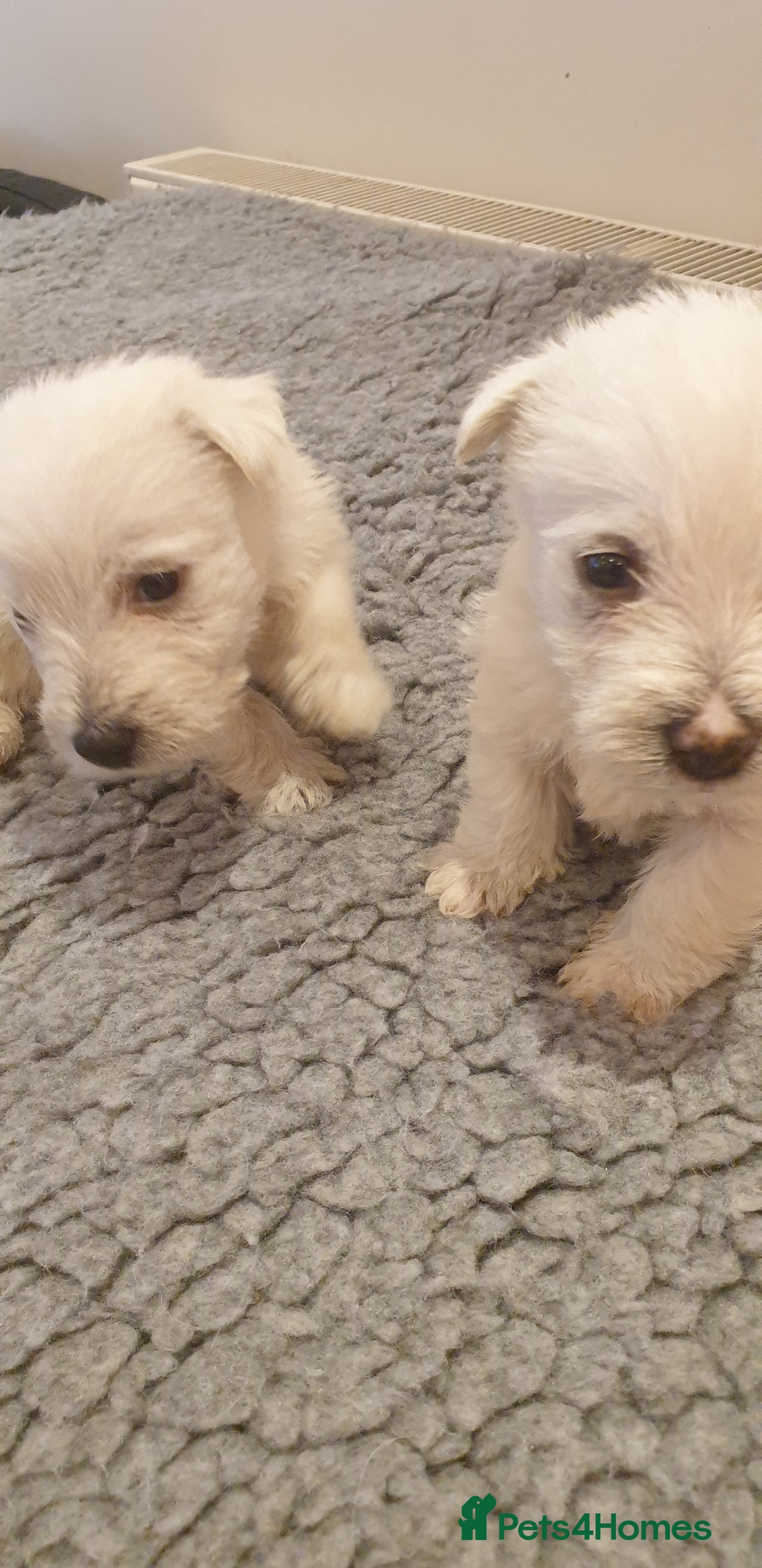 West Highland Terrier dogs for sale in Tayport - Advert 5