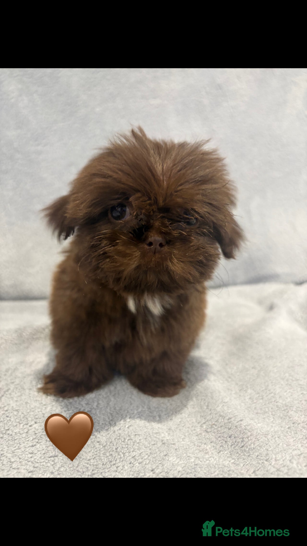 Lhasa Apso dogs for sale in Doncaster - Advert 4