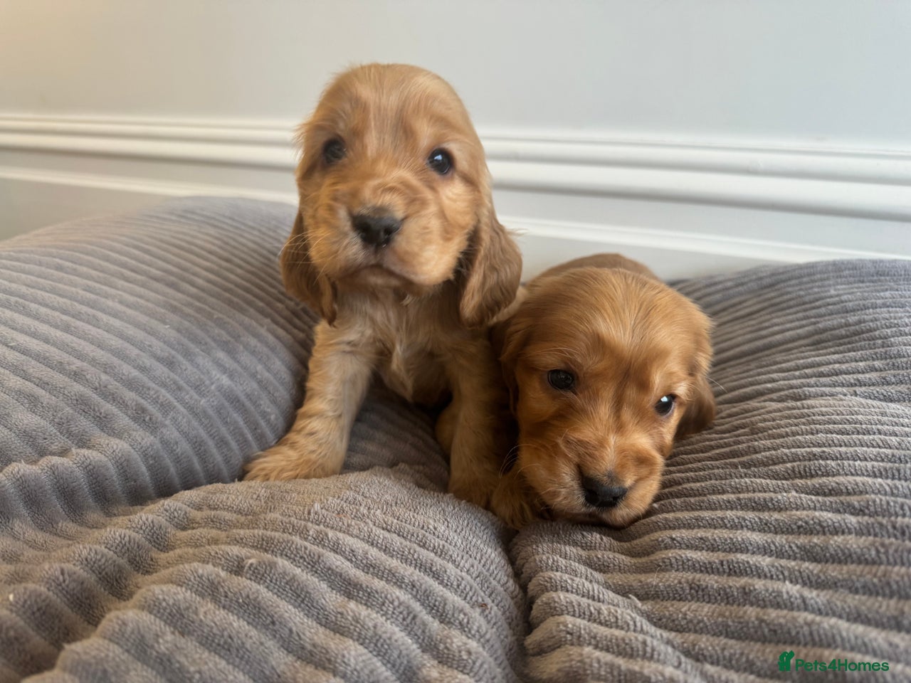 Cocker Spaniel dogs for sale in Crewe - Advert 1