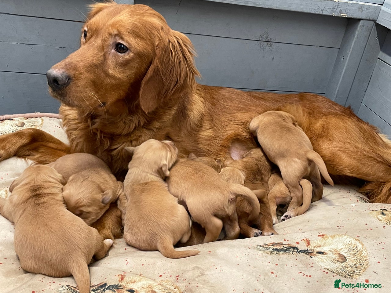 Golden Retriever dogs for sale in Belper - Advert 15