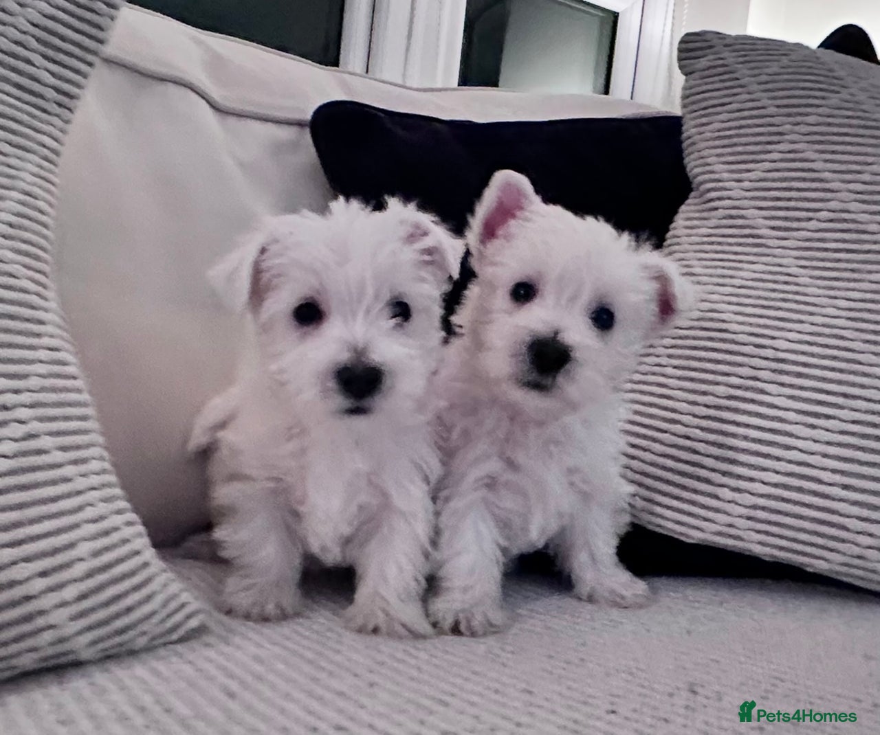 West Highland Terrier dogs for sale in Spennymoor - Advert 3