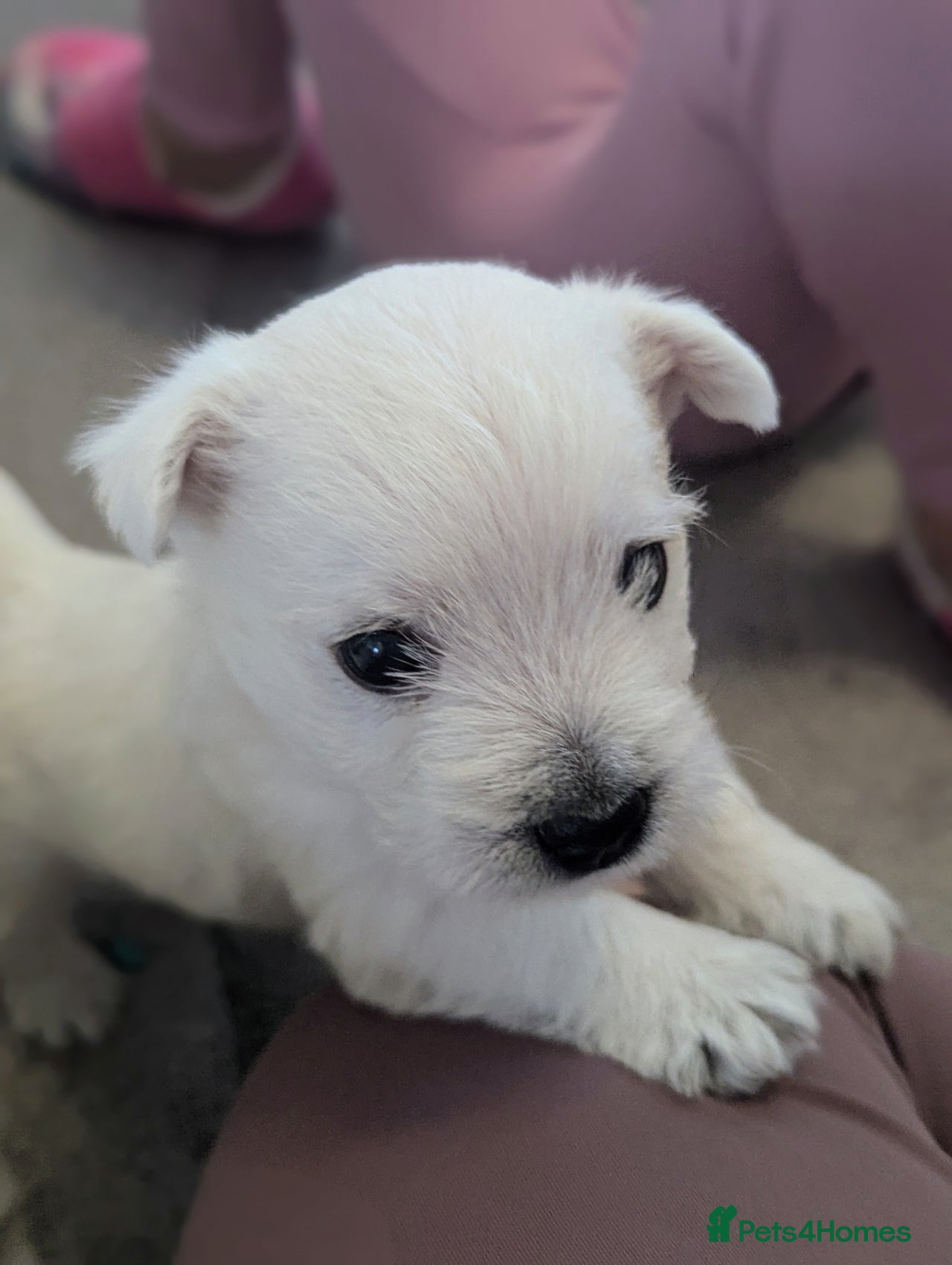 West Highland Terrier dogs for sale in Mansfield - Advert 3