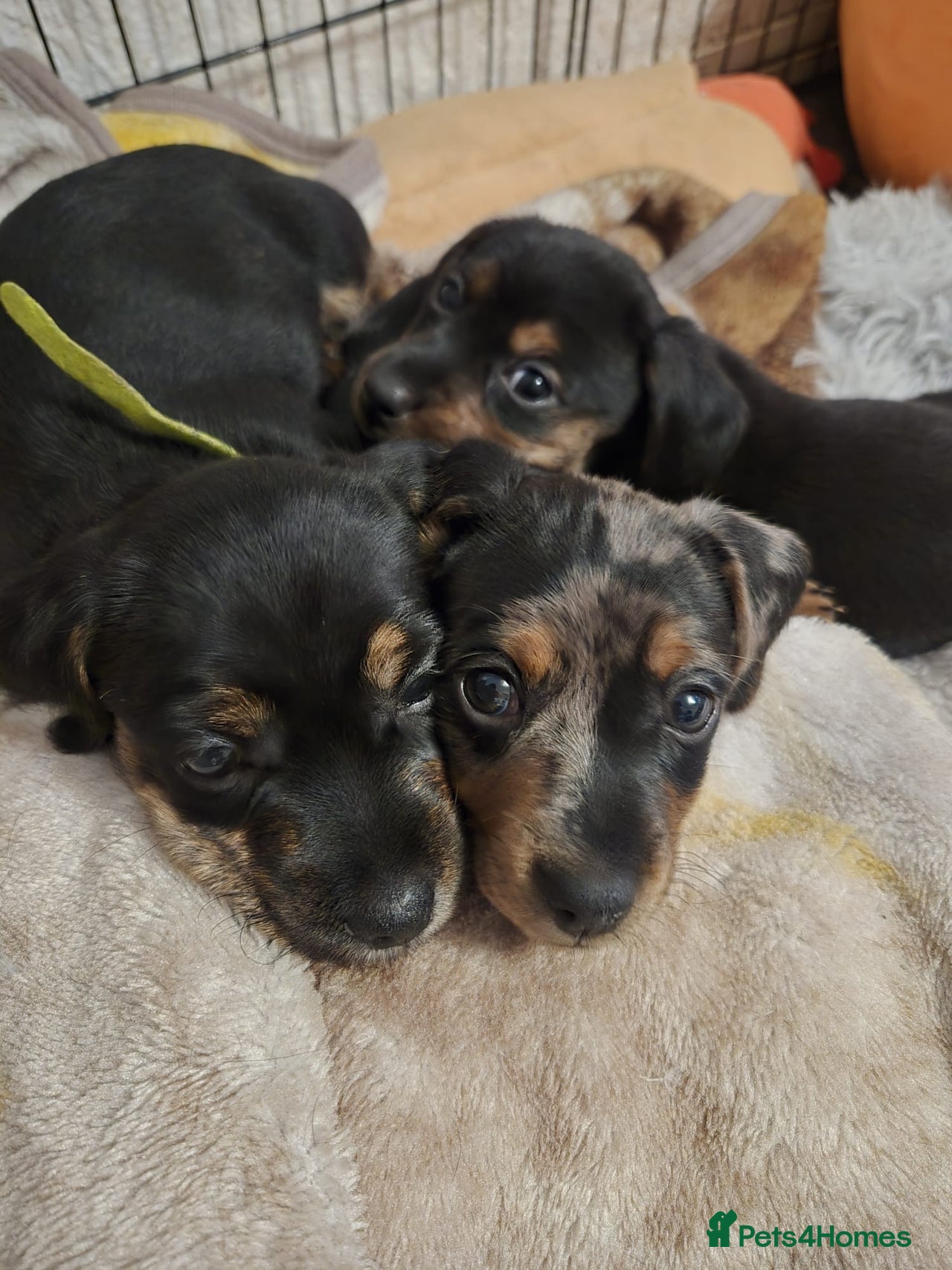 Mixed Breed dogs for sale in Wigan - Advert 16