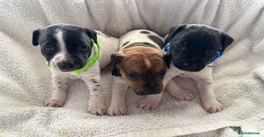 Jack Russell dogs for sale in Macclesfield - Advert 5