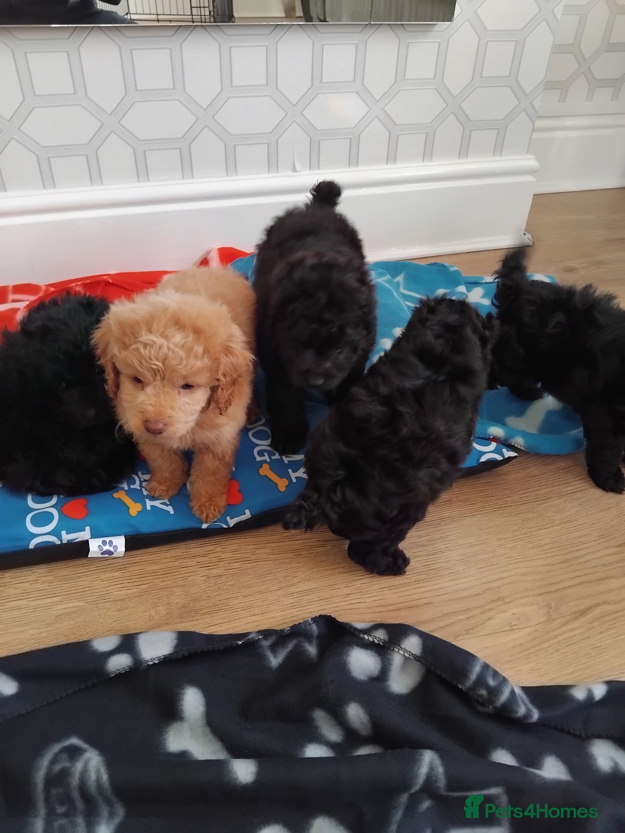 Cockapoo dogs for sale in Winsford - Advert 16