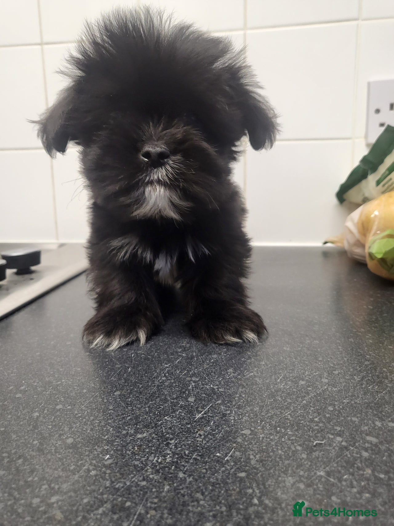 Lhasa Apso dogs for sale in Bradford - Advert 5