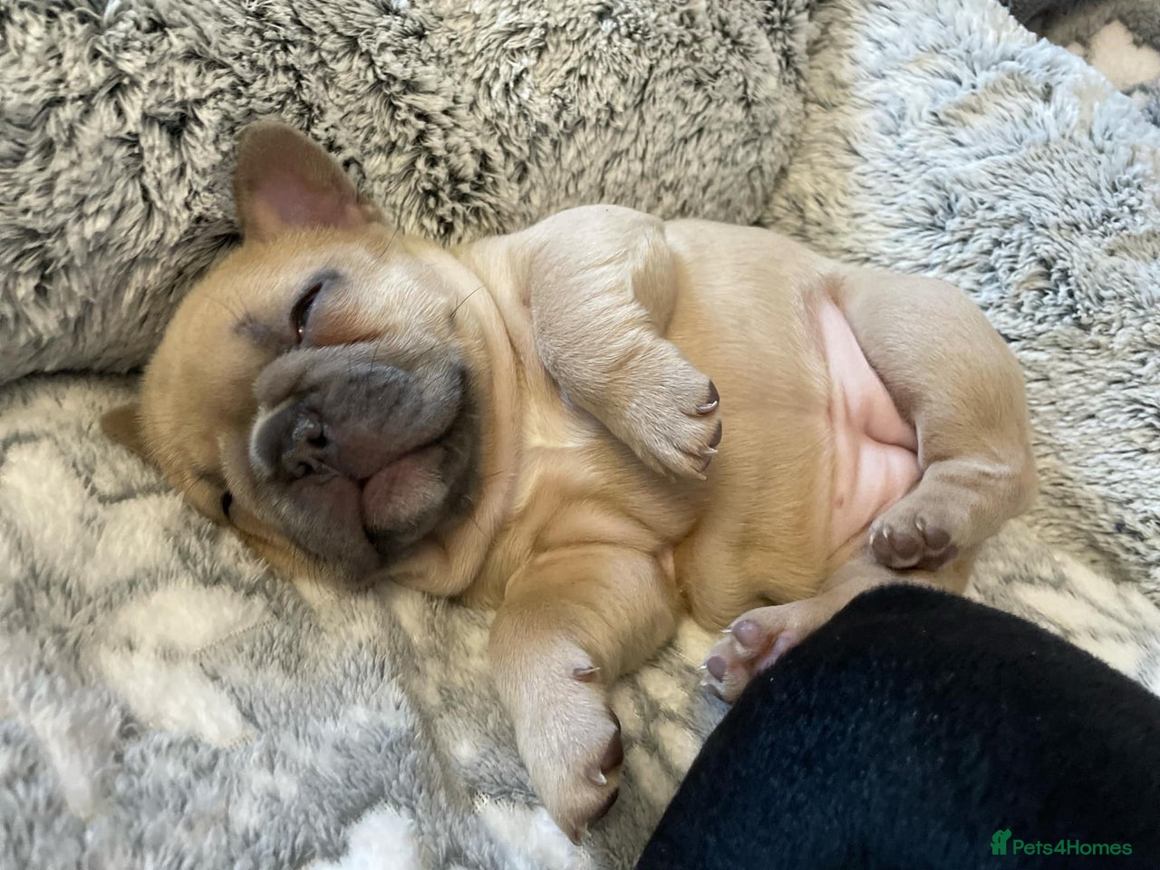 French Bulldog dogs for sale in Sutton-in-Ashfield - Advert 4