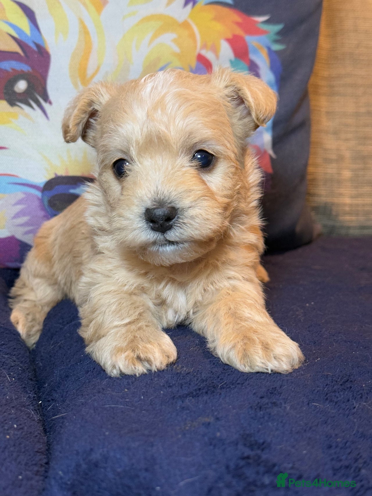 West Highland Terrier dogs for sale in Prudhoe - Advert 6