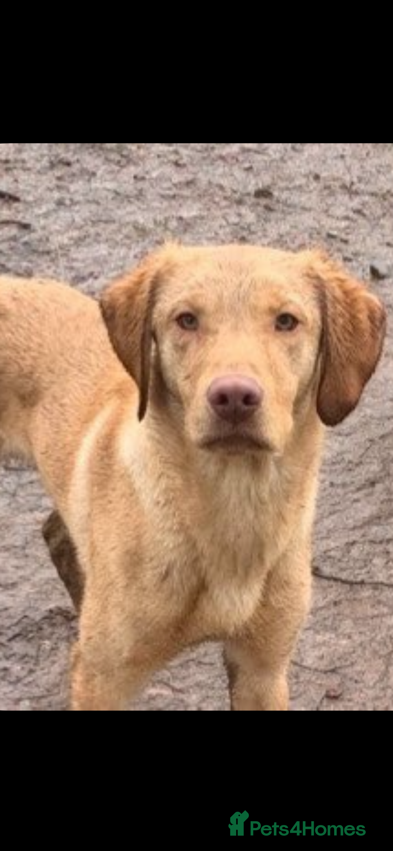 Labrador Retriever dogs for sale in Coleford - Advert 12