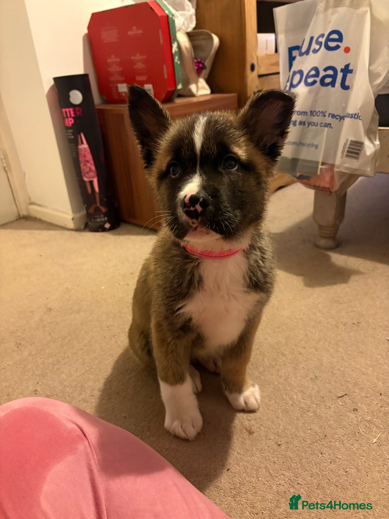 Akita dogs for sale in Royston - Advert 1