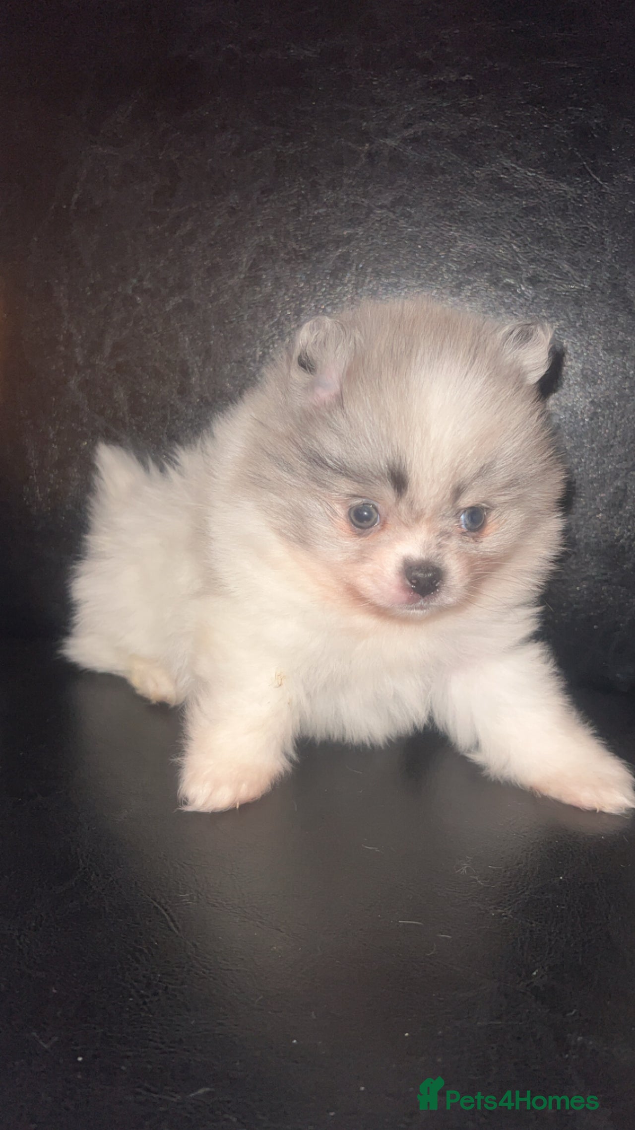 Pomeranian dogs for sale in Wakefield - Advert 12