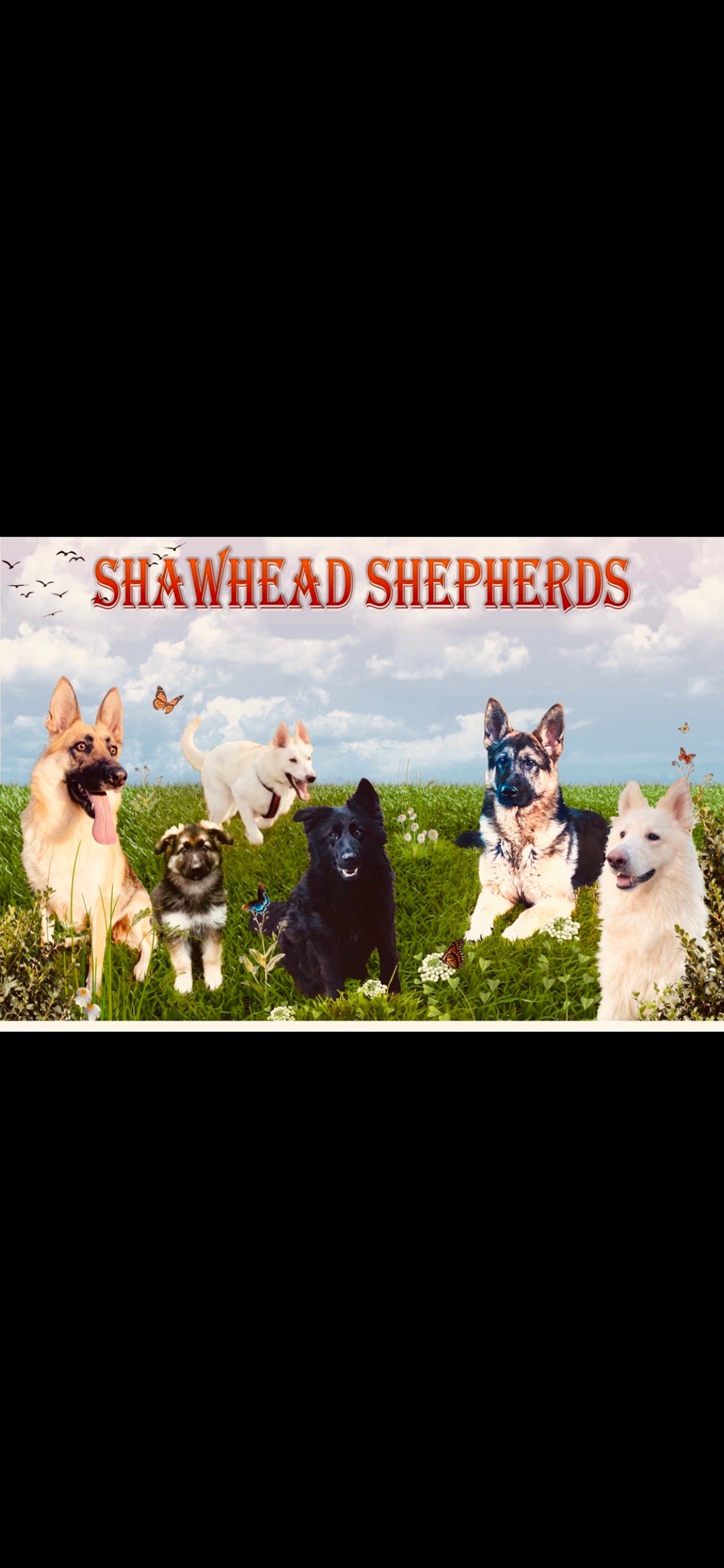 Shawhead Shepherds 