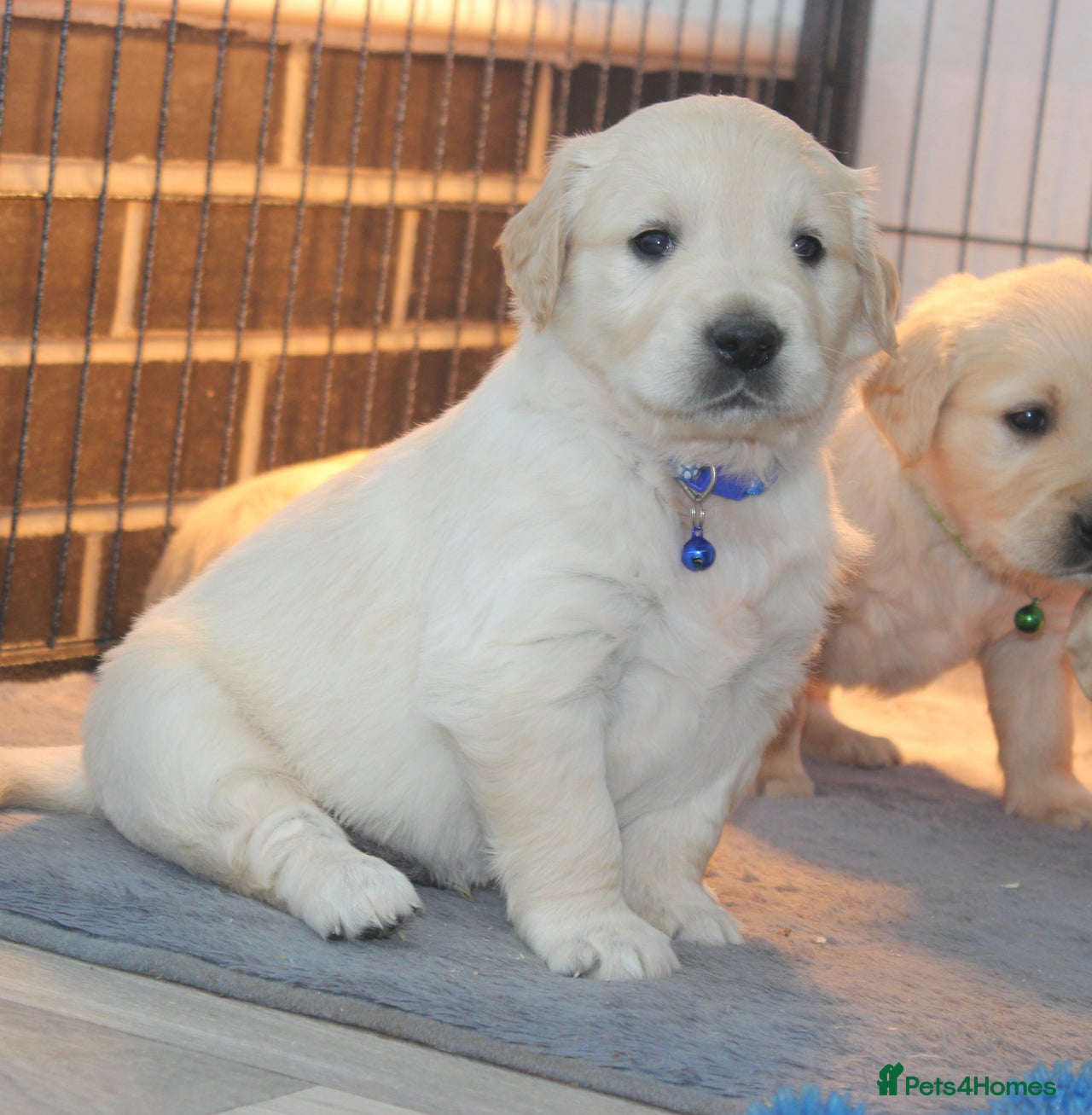 Golden Retriever dogs for sale in Garndolbenmaen - Advert 4