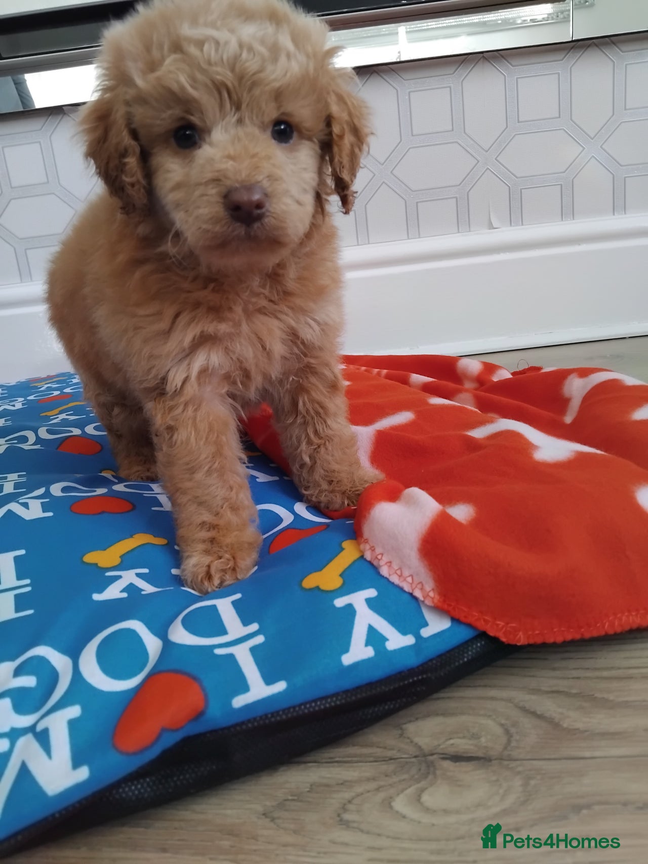 Cockapoo dogs for sale in Winsford - Advert 16