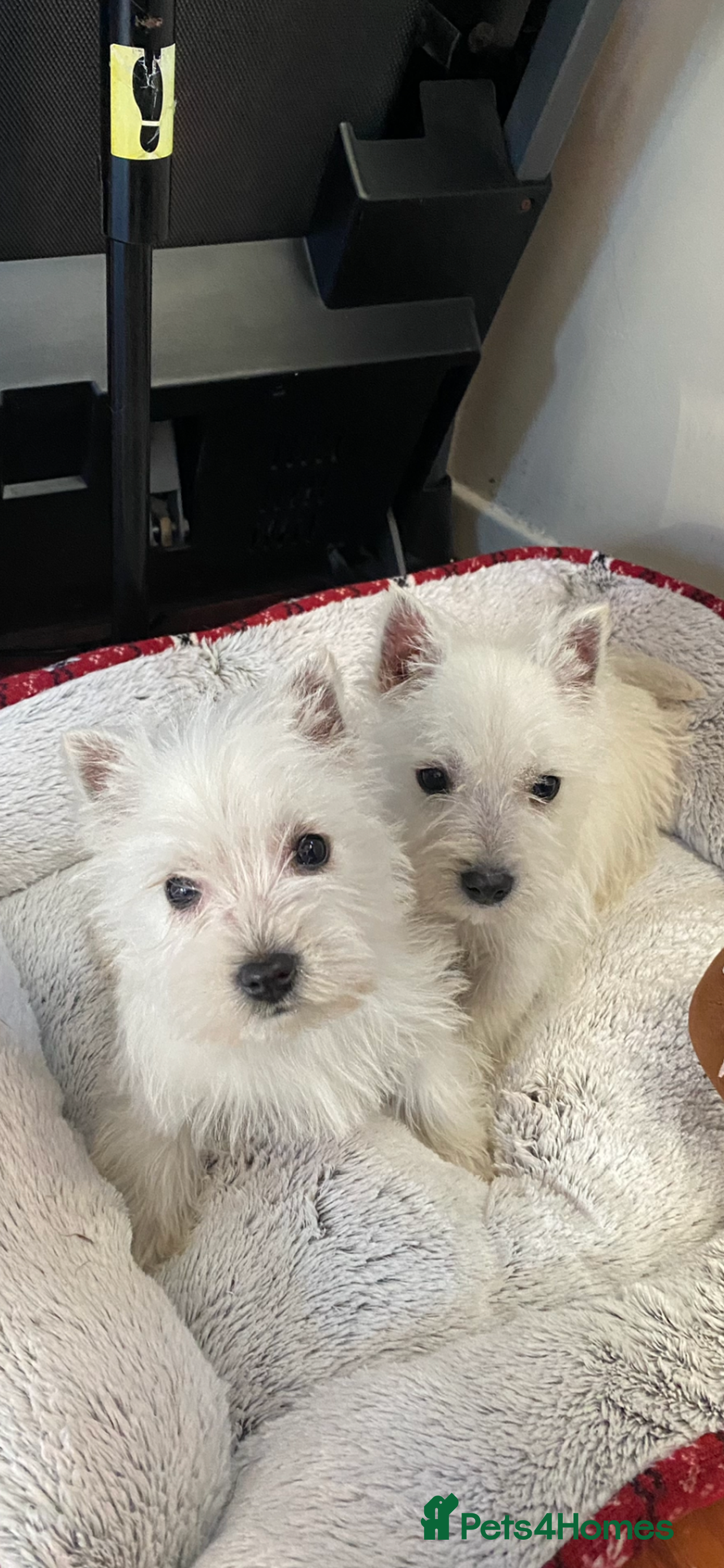 West Highland Terrier dogs for sale in Upminster - Advert 2