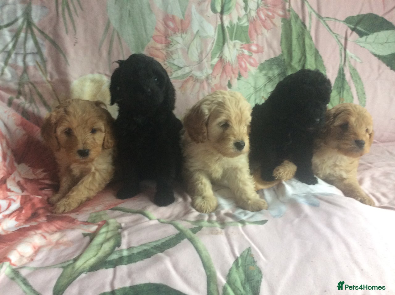 Cockapoo dogs for sale: gorgeous mixed litter of cockapoos  in Diss - Image 1