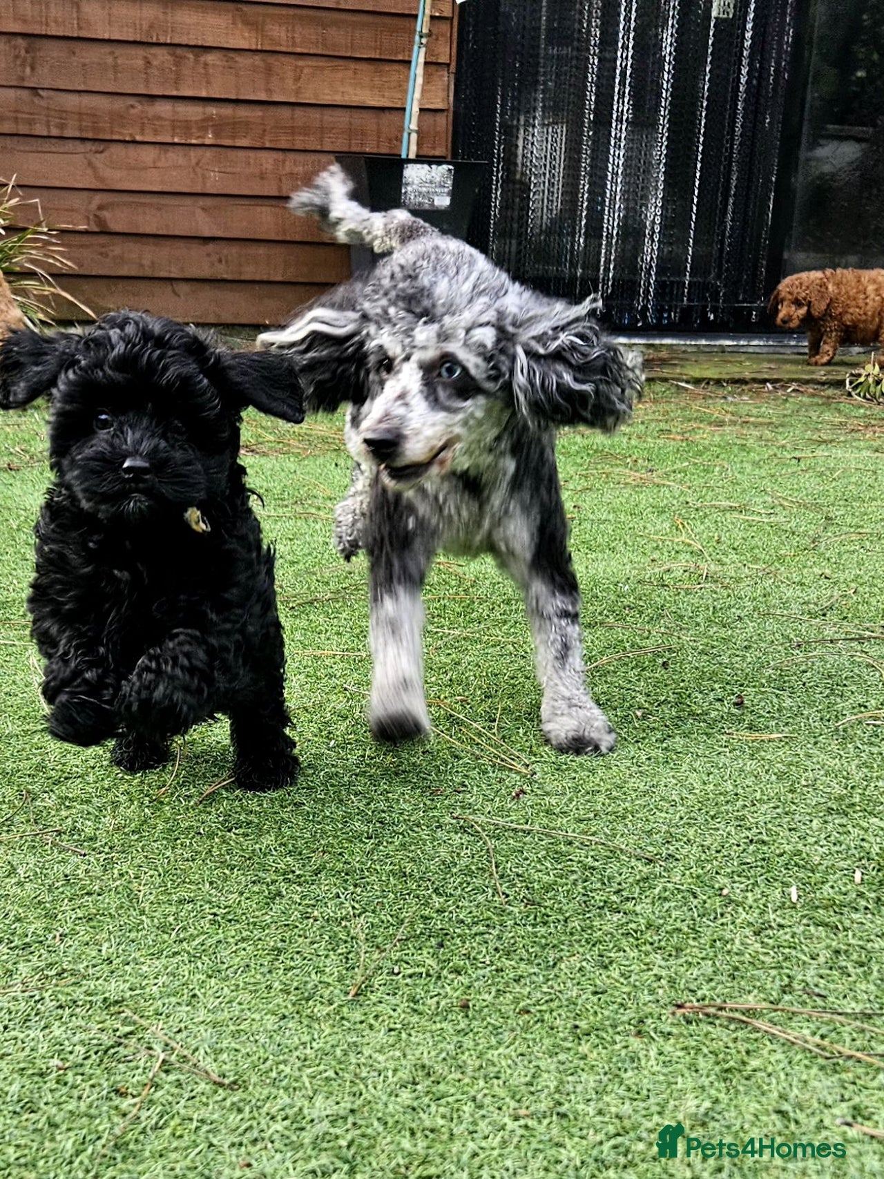 Cockapoo dogs for sale in Barnsley - Advert 2