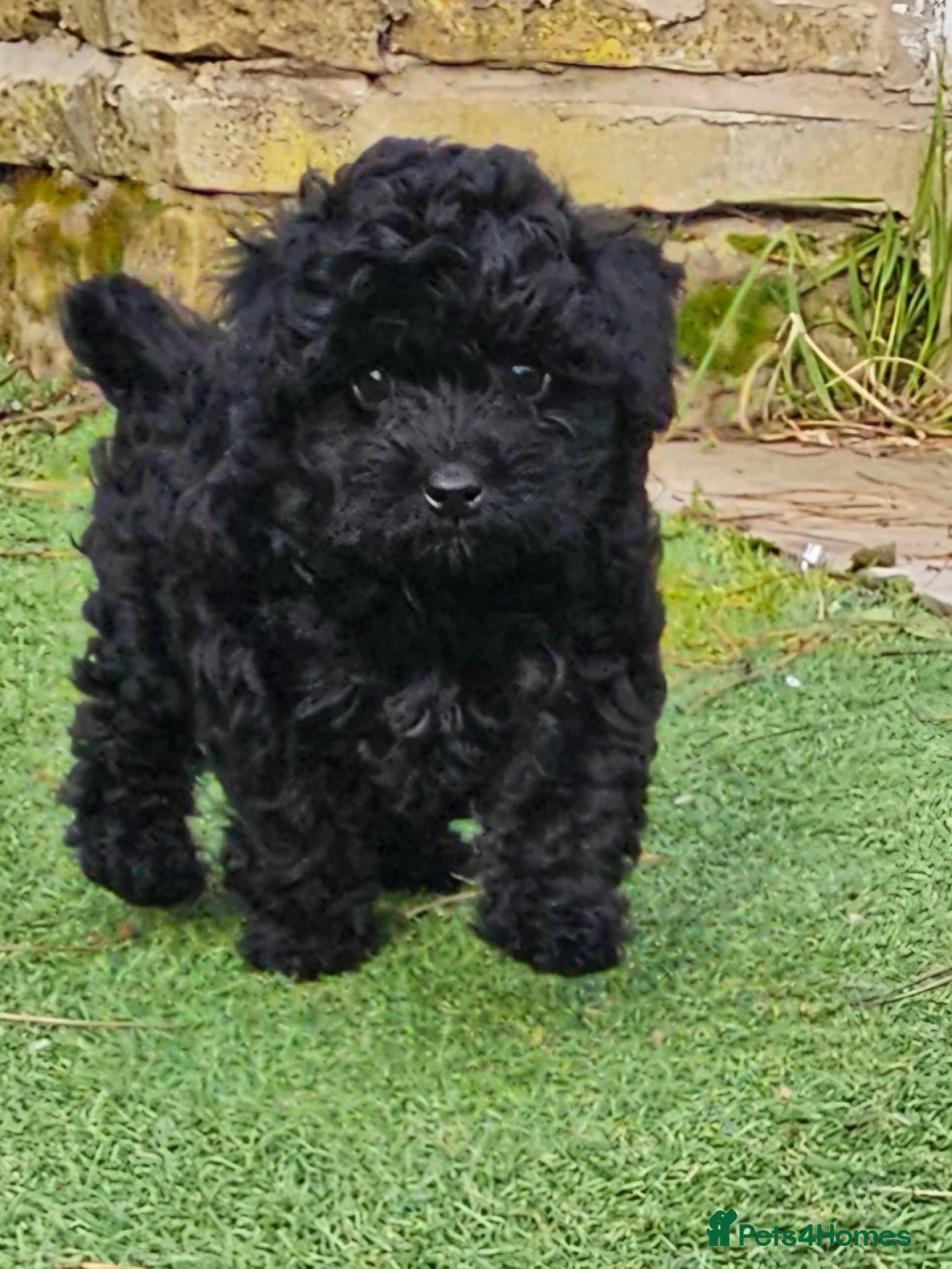 Cockapoo dogs for sale in Barnsley - Advert 2