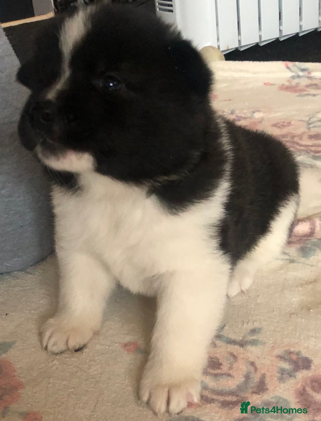 Akita dogs for sale in Iver - Advert 1