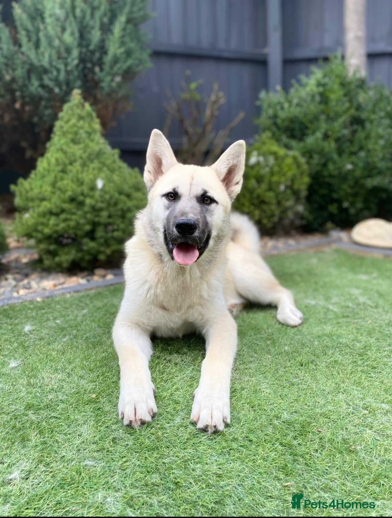 Akita dogs for sale in Bedford - Advert 11