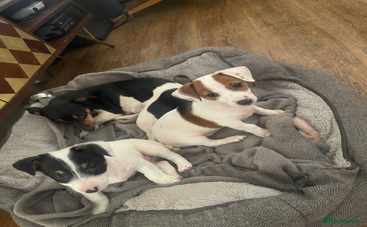 Jack Russell dogs for sale in Bishop Auckland - Advert 9