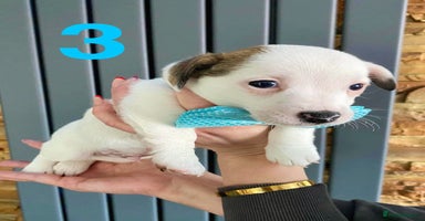 Jack Russell dogs for sale in Ipswich - Advert 2