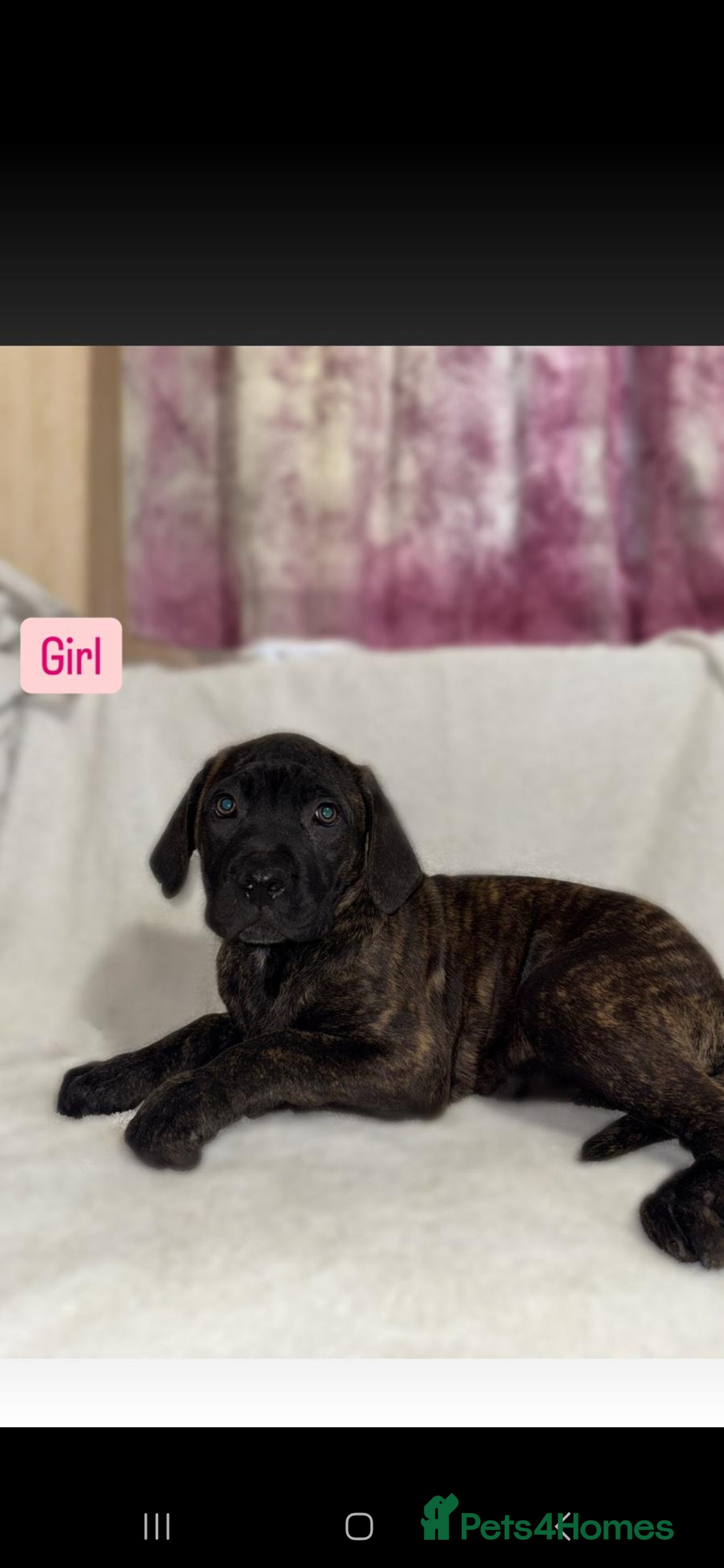 Cane Corso dogs for sale in Selby - Advert 11