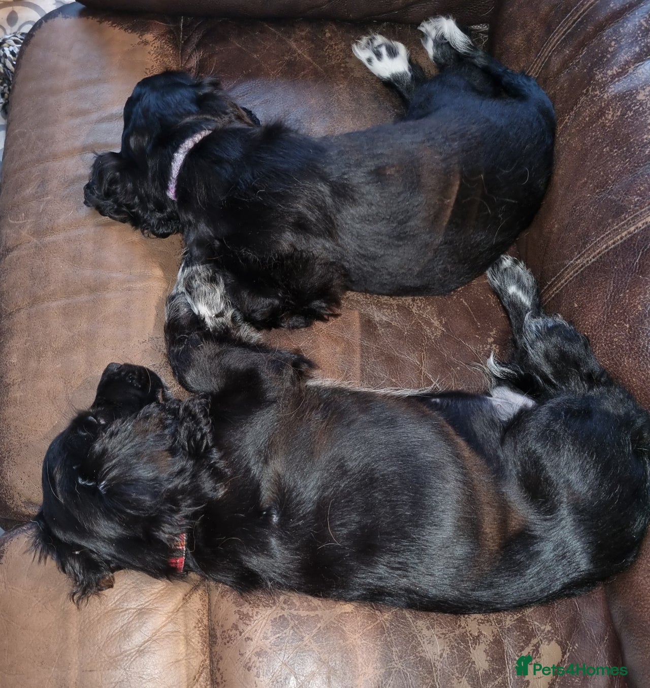 Cockalier dogs for sale in Rickmansworth - Advert 2