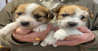 Jack Russell dogs for sale in Attleborough - Advert 6