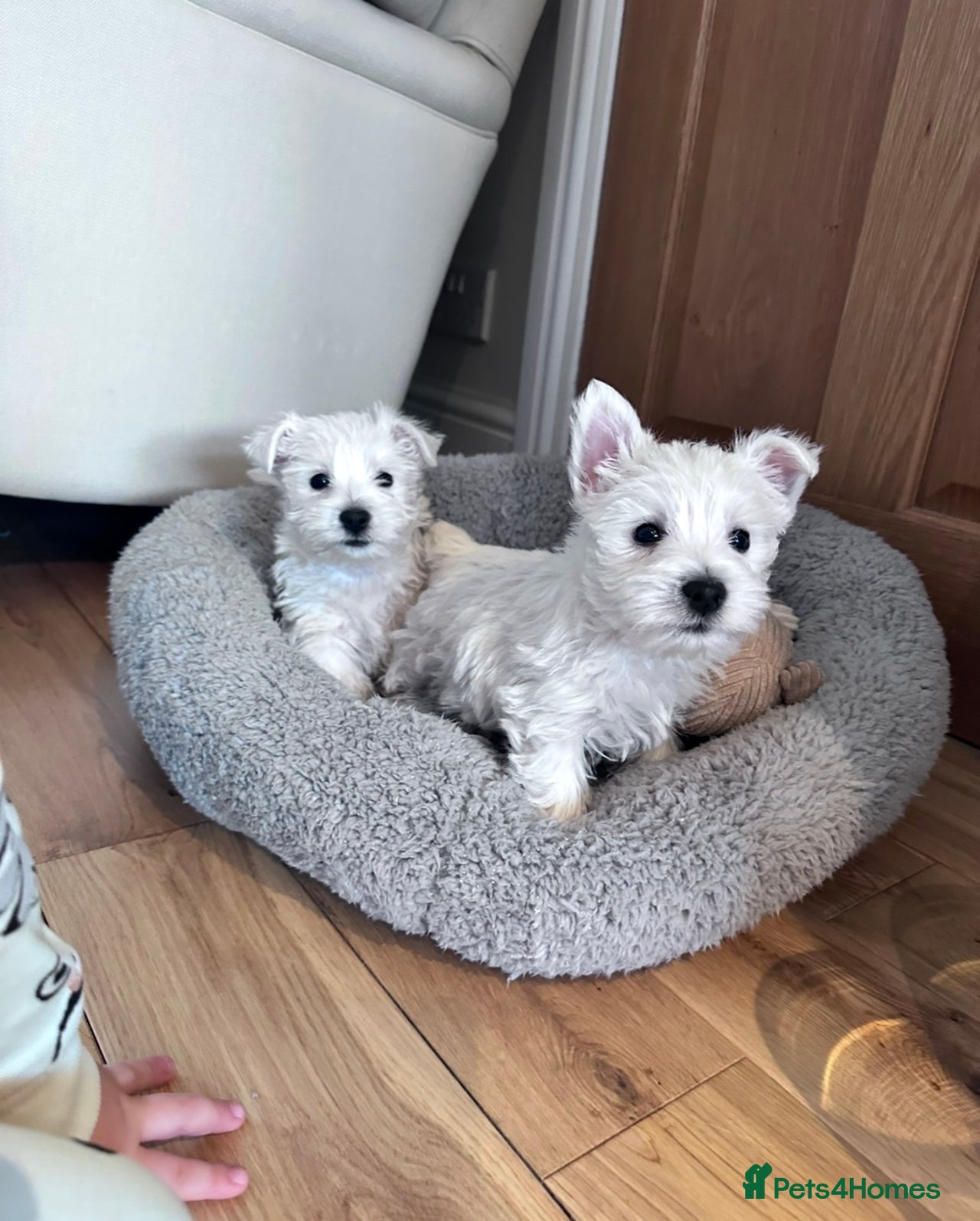 West Highland Terrier dogs for sale in Spennymoor - Advert 3