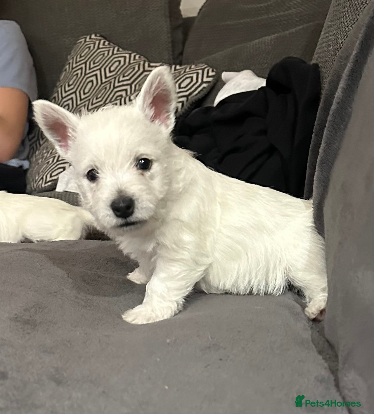 West Highland Terrier dogs for sale in Towcester - Advert 15