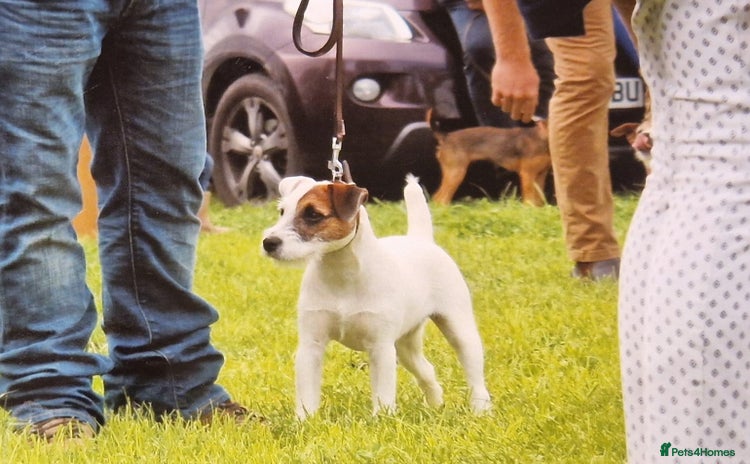 Jack Russell dogs for sale in North Tawton - Advert 7