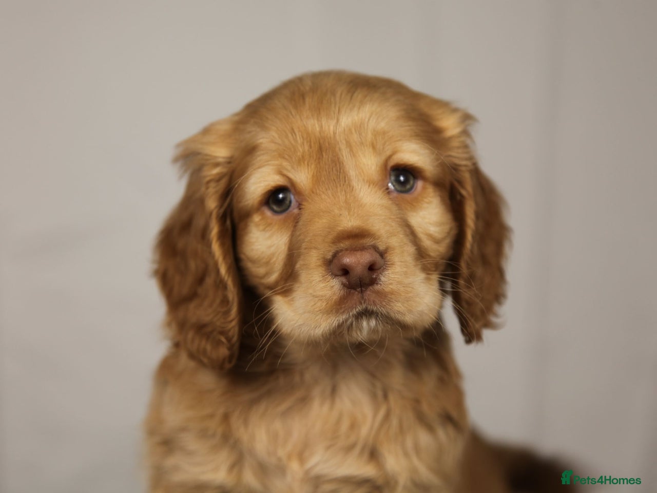 Cocker Spaniel dogs for sale in Eastleigh - Advert 10