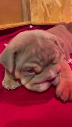 English Bulldog dogs for sale: TOP QUALITY ENGLISH BULLDOGS in Leigh - Image 1