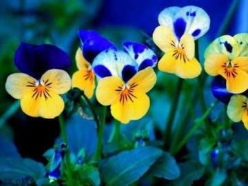 Pansies flowers online puzzle