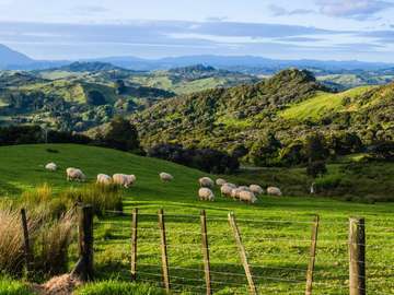 New Zealand sheep jigsaw puzzle online