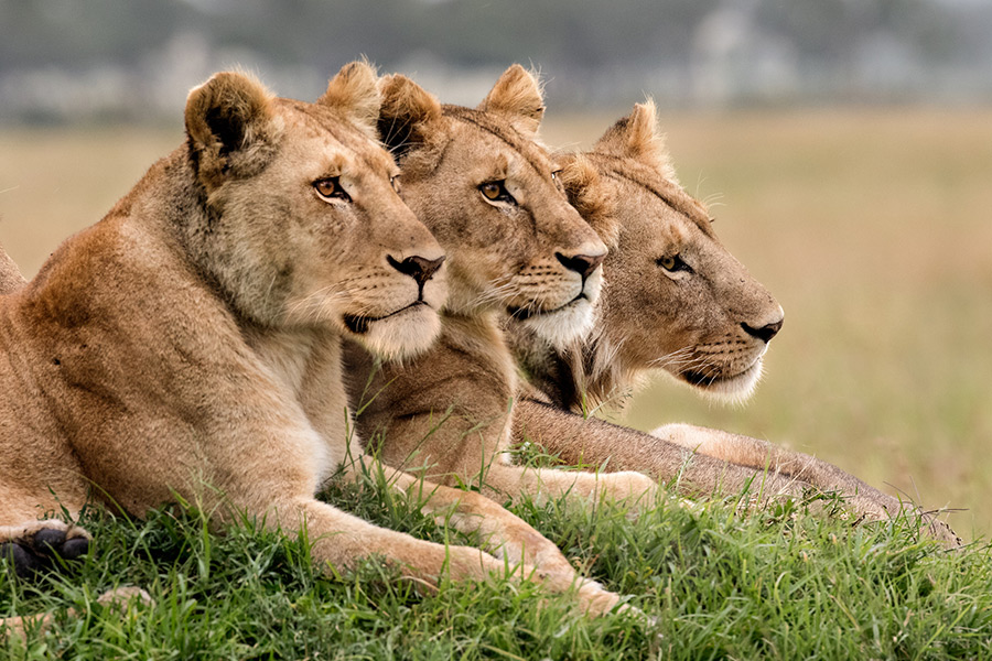 Three lions